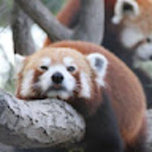 Meet your Posher, Jaemin